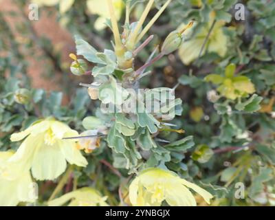 Candela Bushman (Monsonia crassicaulis) Foto Stock