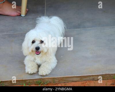 Bianco cane maltese Foto Stock