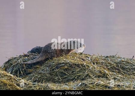 Giovane lontra europea (Lutra lutra) in una mattina d'inverno, Isola di Mull, Scozia Foto Stock