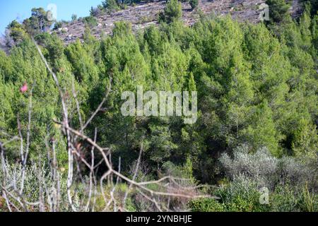 Pineta di Gerusalemme (Pinus halepensis, comunemente conosciuta come il pino di Aleppo) fotografata a Ein Karem, Gerusalemme, Israele Foto Stock