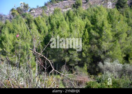 Pineta di Gerusalemme (Pinus halepensis, comunemente conosciuta come il pino di Aleppo) fotografata a Ein Karem, Gerusalemme, Israele Foto Stock