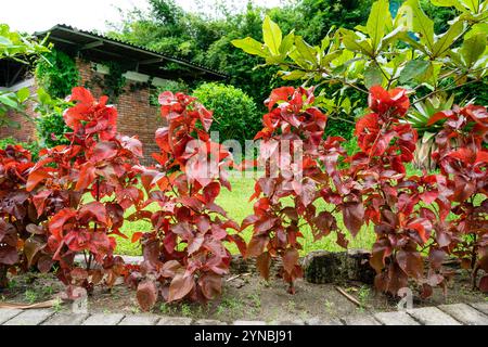 Acalypha wilkesiana, nomi comuni copperleaf e cappotto di Giacobbe. Le foglie sono verdi e ricoperte di schizzi rossi, che conferiscono loro un aspetto a chiazze. Selez Foto Stock