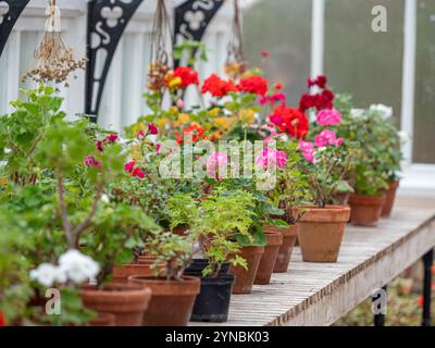 Pelargonium svernano nella serra. REGNO UNITO Foto Stock