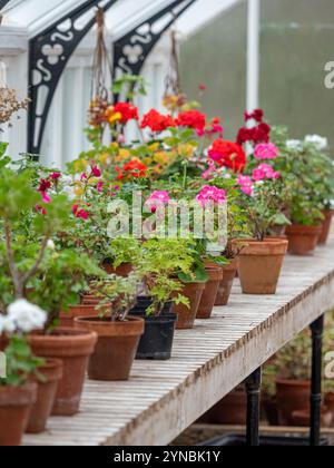 Pelargonium svernano nella serra. REGNO UNITO Foto Stock