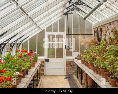 Vasi di pelargonium che svernano nella Orchid House a Helmsley Walled Garden. Helmsley, North Yorkshire, Regno Unito Foto Stock