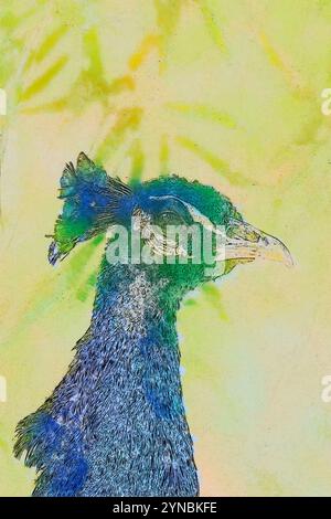 Immagine digitalmente migliorata di un ritratto della testa di Peacock maschio. Il pavone è il cavallino blu maschile (Pavo cristatus). Solo il maschio ha l'iridesce Foto Stock