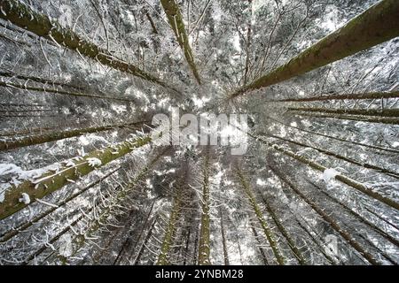 Neve fresca su un alto baldacchino di pini in una foresta in Europa. Grandangolare, mirando verso l'alto, niente persone Foto Stock