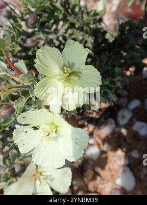 Candela Bushman (Monsonia crassicaulis) Foto Stock