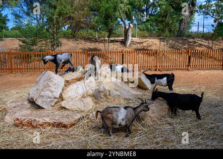 Capre domestiche in uno zoo con animali domestici Foto Stock