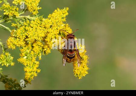 Calabrone europeo (Vespa crabro) della famiglia Vespidae). Su fiori Canadensis o Canadian goldenrod (Solidago Canadensis), famiglia Asteraceae. Foto Stock