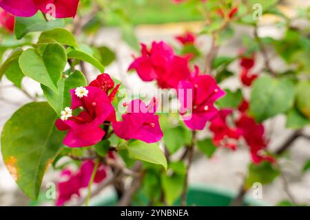 Bougainvillea è un genere di viti ornamentali spinose, arbusti e alberi appartenenti alla famiglia delle quattro ore, Nyctaginaceae. Foto Stock