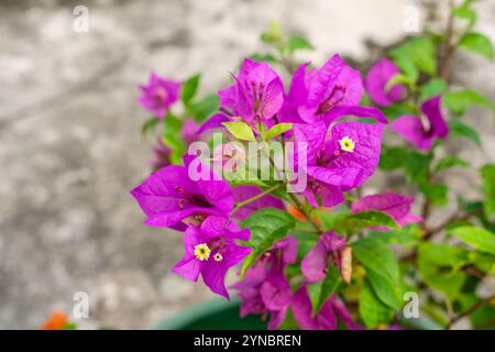Bougainvillea è un genere di viti ornamentali spinose, arbusti e alberi appartenenti alla famiglia delle quattro ore, Nyctaginaceae. Foto Stock