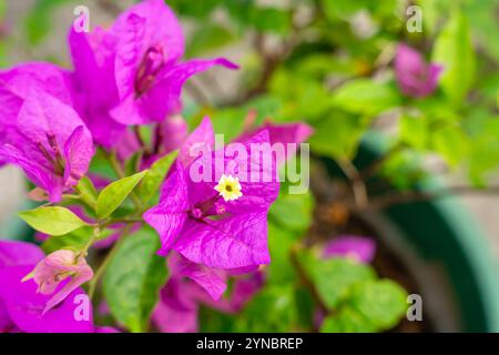 Bougainvillea è un genere di viti ornamentali spinose, arbusti e alberi appartenenti alla famiglia delle quattro ore, Nyctaginaceae. Foto Stock