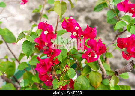Bougainvillea è un genere di viti ornamentali spinose, arbusti e alberi appartenenti alla famiglia delle quattro ore, Nyctaginaceae. Foto Stock
