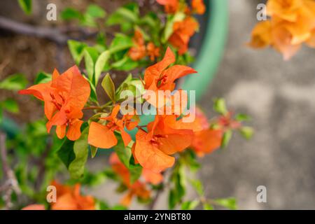 Bougainvillea è un genere di viti ornamentali spinose, arbusti e alberi appartenenti alla famiglia delle quattro ore, Nyctaginaceae. Foto Stock