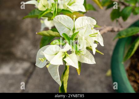 Bougainvillea è un genere di viti ornamentali spinose, arbusti e alberi appartenenti alla famiglia delle quattro ore, Nyctaginaceae. Foto Stock