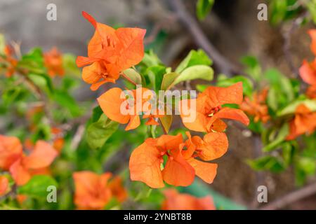 Bougainvillea è un genere di viti ornamentali spinose, arbusti e alberi appartenenti alla famiglia delle quattro ore, Nyctaginaceae. Foto Stock