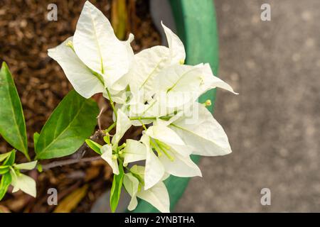 Bougainvillea è un genere di viti ornamentali spinose, arbusti e alberi appartenenti alla famiglia delle quattro ore, Nyctaginaceae. Foto Stock