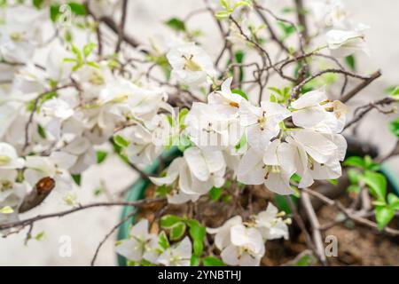 Bougainvillea è un genere di viti ornamentali spinose, arbusti e alberi appartenenti alla famiglia delle quattro ore, Nyctaginaceae. Foto Stock