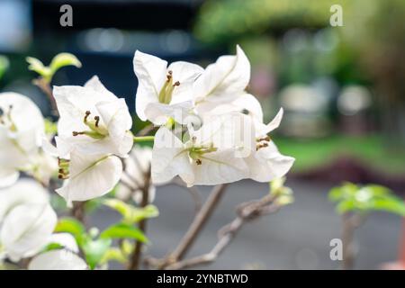 Bougainvillea è un genere di viti ornamentali spinose, arbusti e alberi appartenenti alla famiglia delle quattro ore, Nyctaginaceae. Foto Stock
