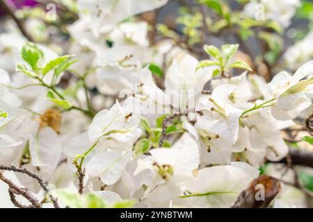 Bougainvillea è un genere di viti ornamentali spinose, arbusti e alberi appartenenti alla famiglia delle quattro ore, Nyctaginaceae. Foto Stock