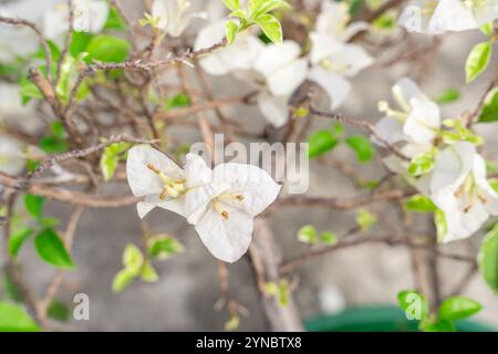Bougainvillea è un genere di viti ornamentali spinose, arbusti e alberi appartenenti alla famiglia delle quattro ore, Nyctaginaceae. Foto Stock