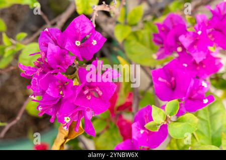 Bougainvillea è un genere di viti ornamentali spinose, arbusti e alberi appartenenti alla famiglia delle quattro ore, Nyctaginaceae. Foto Stock