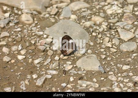 Farfalla del corvo Magpie (Euploea radamanthus) Foto Stock