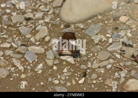 Farfalla del corvo Magpie (Euploea radamanthus) Foto Stock