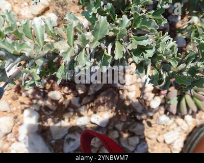 Candela Bushman (Monsonia crassicaulis) Foto Stock