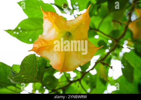 Brugmansia suaveolens, la tromba d'angelo bianco del Brasile, nota anche come lacrime d'angelo e tromba d'angelo innevata. è una specie di pianta fiorita nel ni Foto Stock