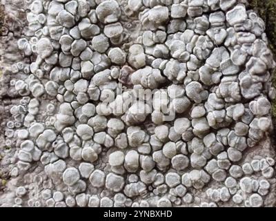 Lichene di Rim (Lecanora carpinea) Foto Stock