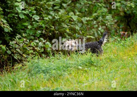 Il giovane Border Terrier fa un'indagine e un'annata in giro. Foto Stock