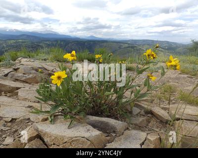 Annuire Nano Girasole (Helianthella quinquenervis) Foto Stock