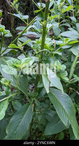 Salice peruviano (Ludwigia peruviana) Foto Stock