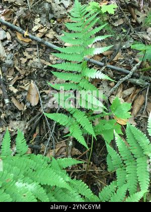 Felce da legno marginale (Dryopteris marginalis) Foto Stock