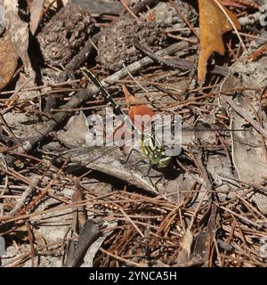 Cacciatore a strisce gialle (Austrogomphus guerini) Foto Stock