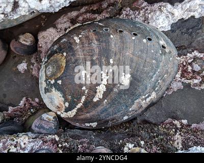 Abalone nero (Haliotis cracherodii) Foto Stock