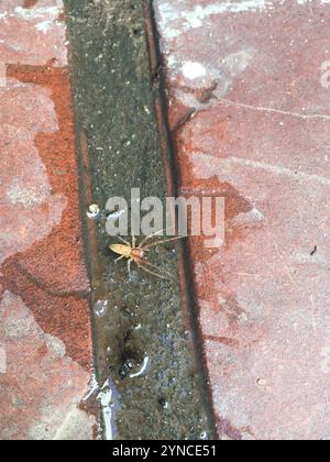 Ragni fantasma (Anyphaenidae) Foto Stock