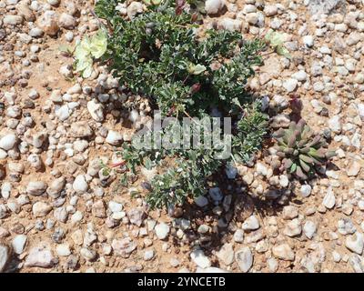 Candela Bushman (Monsonia crassicaulis) Foto Stock