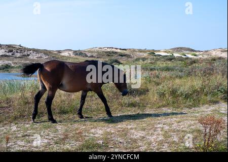 I cavalli selvatici Konik e i pony Exmoor vivono in un paesaggio di dune in una riserva naturale, per la gestione naturale delle dune per frenare la crescita degli arbusti, ne Foto Stock