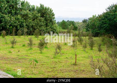 Il Leptospermum scoparium, comunemente chiamato manuka, è una specie di pianta in fiore della famiglia myrtaceae, originaria del sud-est dell'Australia e di New Foto Stock