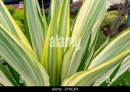 Bellissime foglie verdi bianche di canapa Mauritius o Furcraea foetida. Pianta di aloe verde. Stabilimento di Agave. Foto Stock