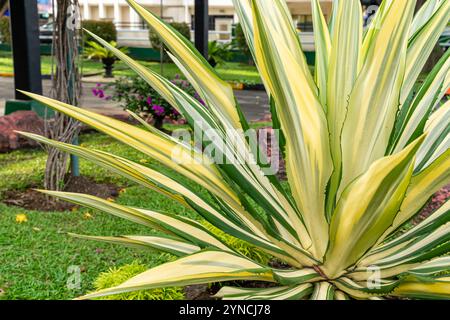 Bellissime foglie verdi bianche di canapa Mauritius o Furcraea foetida. Pianta di aloe verde. Stabilimento di Agave. Foto Stock