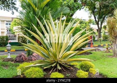 Bellissime foglie verdi bianche di canapa Mauritius o Furcraea foetida. Pianta di aloe verde. Stabilimento di Agave. Foto Stock