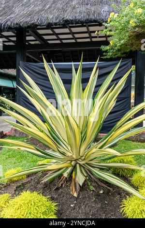 Bellissime foglie verdi bianche di canapa Mauritius o Furcraea foetida. Pianta di aloe verde. Stabilimento di Agave. Foto Stock