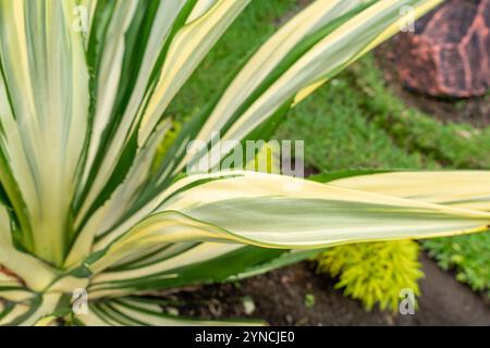 Bellissime foglie verdi bianche di canapa Mauritius o Furcraea foetida. Pianta di aloe verde. Stabilimento di Agave. Foto Stock