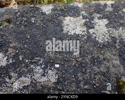 Orlo mortaio Lichen (Myriolecis dispersa) Foto Stock