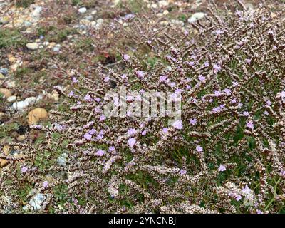 Rottingdea Sea-lavanda (Limonium hyblaeum) Foto Stock