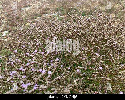 Rottingdea Sea-lavanda (Limonium hyblaeum) Foto Stock